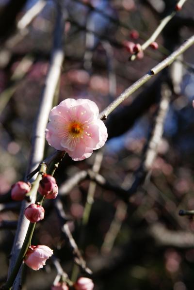 春間近？の土曜日　池上梅林