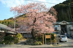 河津桜まつり