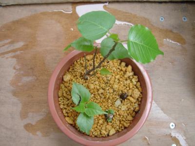 ネパール道中記?　お・ま・け