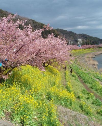 南伊豆の早春河津さくら巡り2007