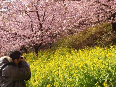 あしがら松田町の「早咲き河津桜たより」! 2023年ポスター追加。桜と富士山のコラボをたっぷり堪能あれ！