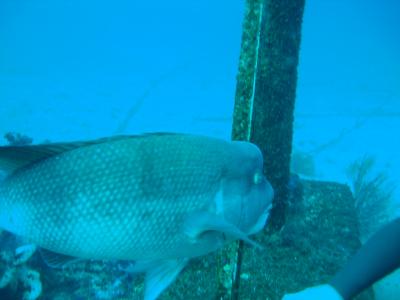 波佐間海洋公園DIVE