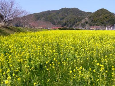 2008桜日記 第一弾  南伊豆町 みなみの桜祭り編 ?