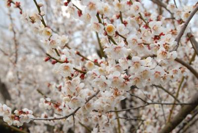 曽我梅林　早咲きの梅が満開
