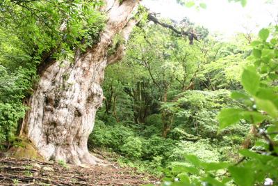 もののけの森と縄文杉に会いに行こう!初登山旅