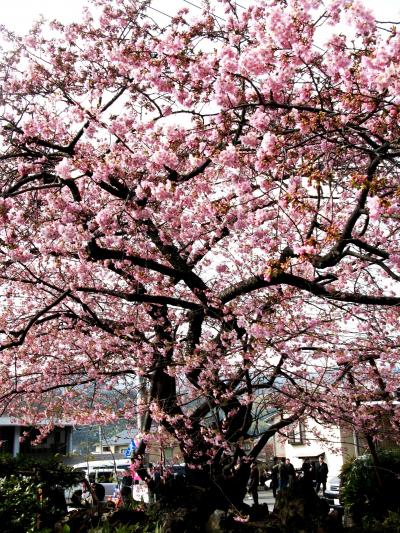 伊豆花春-2　河津桜原木は花盛り　☆庭先を覆う大樹の風格