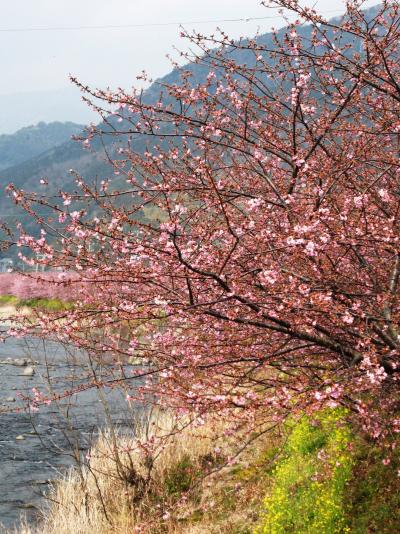 伊豆花春-3　桜並木はピンクの帯　☆川沿い遊歩道は大盛況で