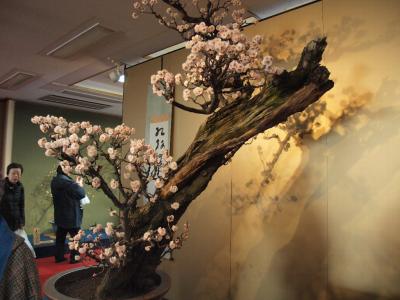 雪の長浜盆梅展&琵琶湖1周