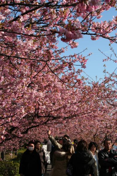 春が来るぞ～！！河津桜でお花見じゃ