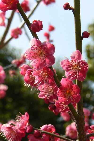今年も愛知県の知多地域に春が来ました。
