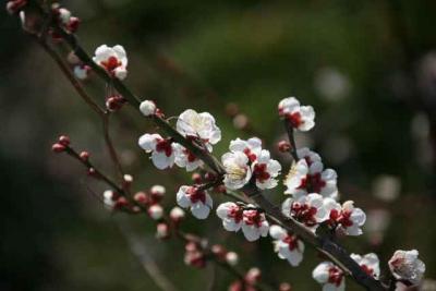 小田原・蘇我梅林=梅が綺麗でした=