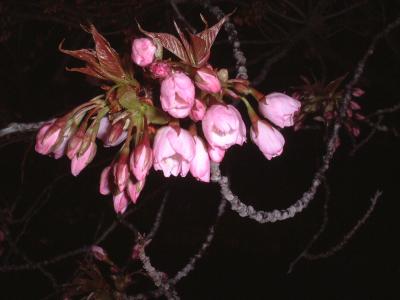 夜桜ｉｎ二条城・高台寺