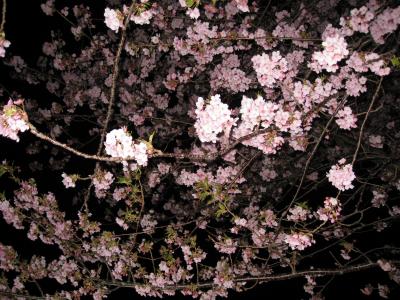 ちょっとセレブな旅　（河津桜　編）