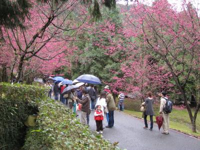 【ひと足早いお花見】　日月譚・九族桜花祭