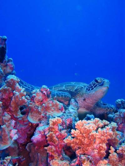 サイパンにてダイビング