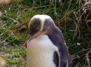 ピュアな大自然に抱かれる旅 NZ 8 ダニーデン&オアマル