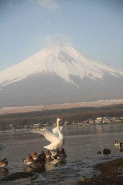 富士山と白鳥