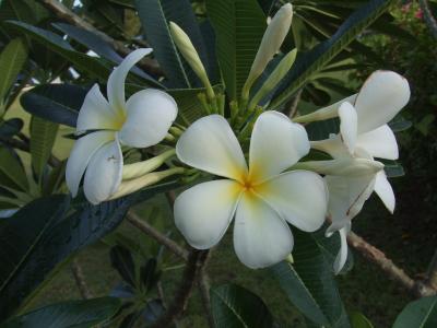 ランカウイ　2008