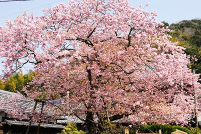 河津桜