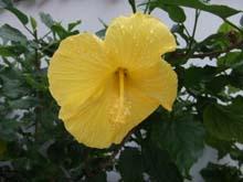 【2008 Hawaii】のんびりハワイ旅行2008　＊中編＊