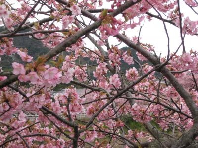 伊豆温泉ドライブ旅行　一泊２日の旅行記