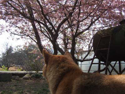 ピンクがかわいい♪河津でお花見