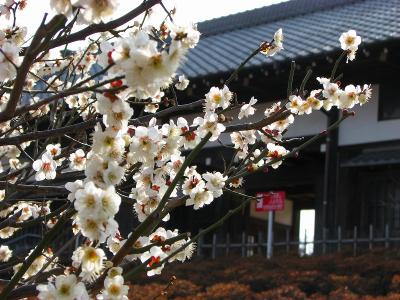 春　都市農業公園ー?