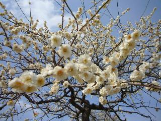 梅園散策＊お花見