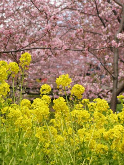 まつだ桜まつり