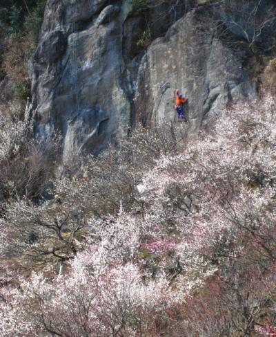 幕山　梅日和