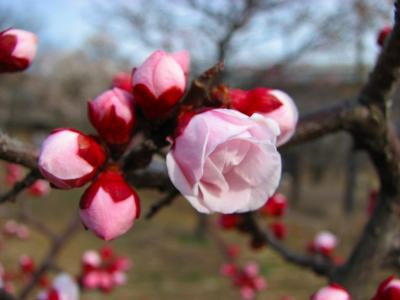 春　都市農業公園ー花々咲く