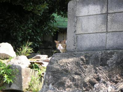 これぞ天然温泉！式根島