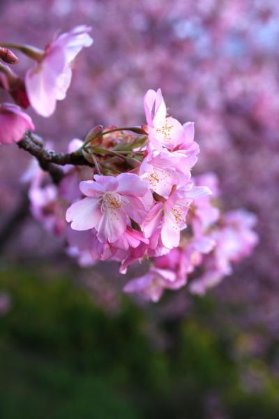 松田山ハーブガーデン（夕・夜バージョン）