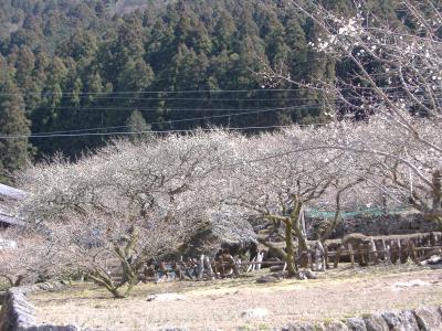 川売（かおれ）の梅、四谷の千枚田を見に行きました。