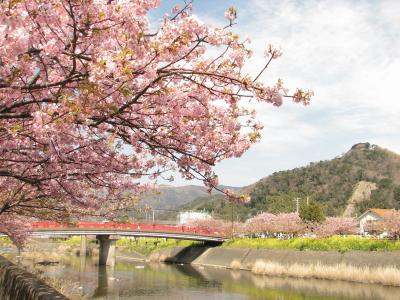 2008春　河津桜