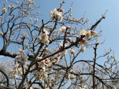 水戸旅行記(20080309-20080309)