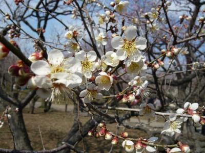梅とアンコウ鍋を堪能する!★偕楽園&「山翠」青春18キップの旅~2008.03.09