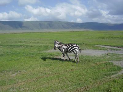 タンザニアでサファリ＆植林