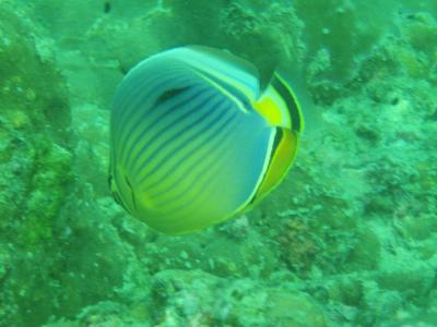 濃密なプーケットの旅(2)