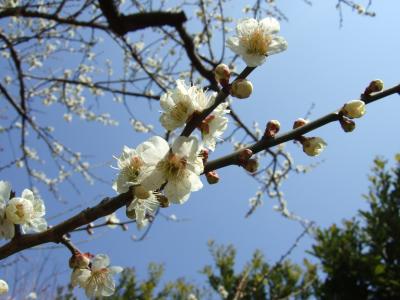 花紀行 じゅん菜池に梅(&カモ軍団)を見に行きました