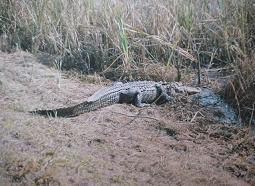 フロリダ（エバーグレーズ）　【アメリカの国立公園・12】【アメリカの世界遺産・3】