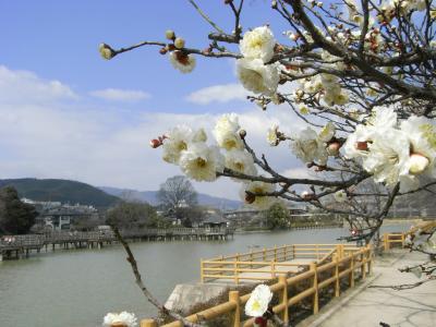 古都のお花見　−長岡公園−(０８年春）