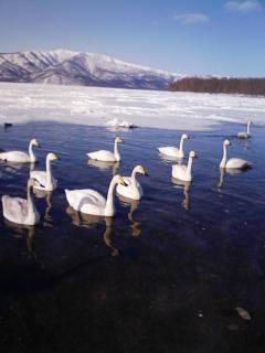 ちゃあちゃんの気まぐれ北海道ｍｉｔまごっち３日目と４日目と５日目