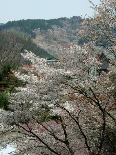 2006年　桜便り　2・吉野山の桜