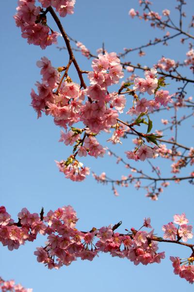 小田原フラワーガーデン