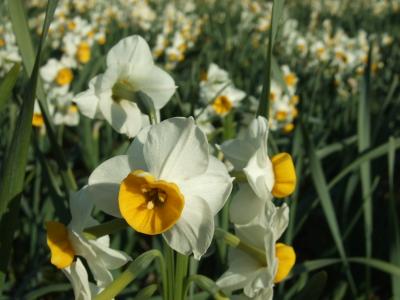 花紀行 日本水仙の香りに惹かれて