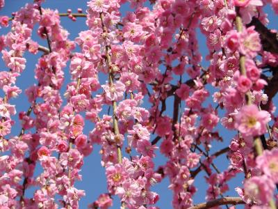 津（結城神社）