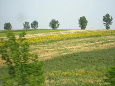 2007年ルーマニア旅行第16日目(1)：スチャヴァからヤシへ、車窓の外にひまわり畑！