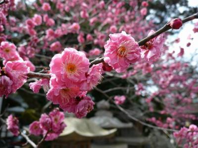 春の京都～梅の北野天満宮♪