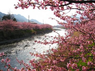 一足お先に春を満喫～河津桜編～